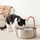 cat water fountain